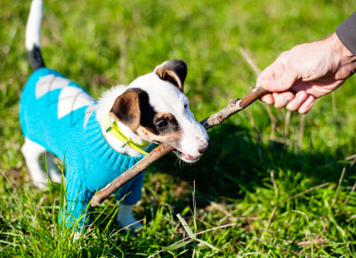 Tại sao chó hay nhai gặm vật dụng trong nhà?