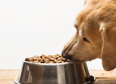 7 điều bạn cần biết về thức ăn cho bé cún