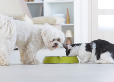 Có nên cho Pet ăn thức ăn hết hạn?