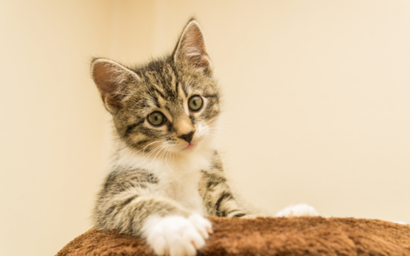 Top 5 Chất Liệu Mèo Yêu Thích