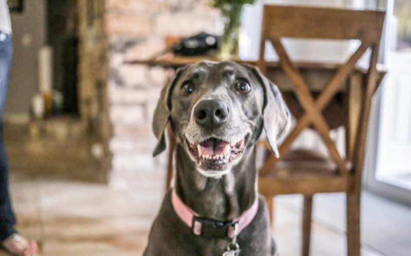 Thưởng gì để cún nghe lời khi huấn luyện?