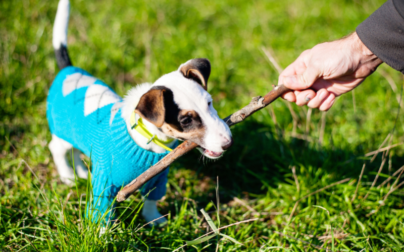 Tại sao chó hay nhai gặm vật dụng trong nhà?