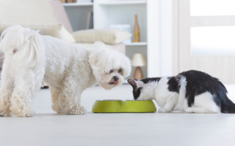 Có nên cho Pet ăn thức ăn hết hạn?