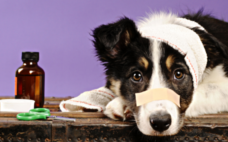 Bệnh hay gặp ở chó mèo và cách phòng tránh hiệu quả nhất
