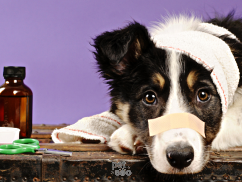 Bệnh hay gặp ở chó mèo và cách phòng tránh hiệu quả nhất